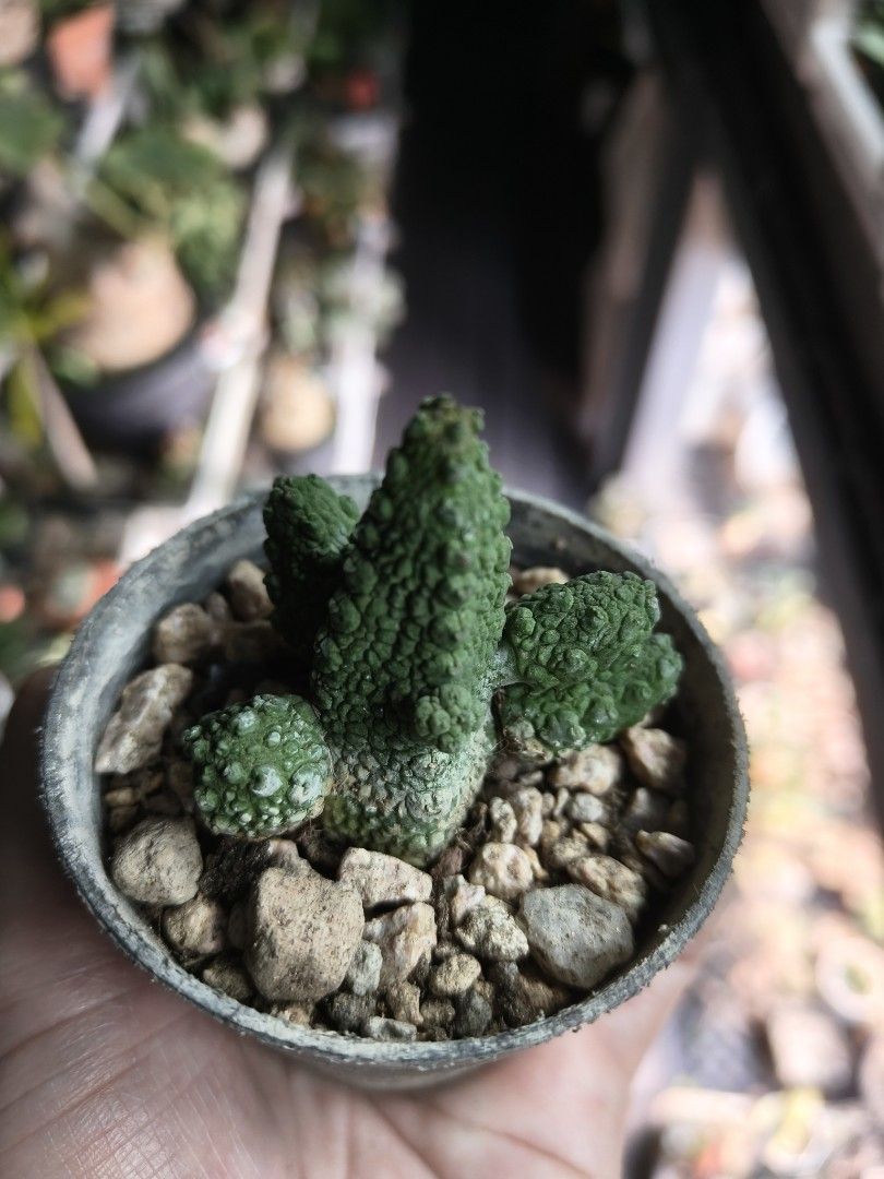 Pianta Grassa Pseudolithos Caput-Viperae 3cm - Cactus Succulenta Da Interno/esterno