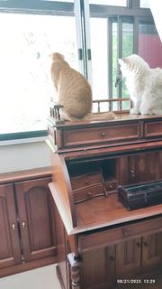 (Category: ) located in . Submitted by bernardong7654 (Listing ID 1394043940, Image 1). Description: .