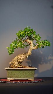 (Category: ) located in . Submitted by plants_plants (Listing ID 1394274292, Image 1). Description: .