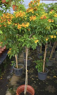 (Category: ) located in . Submitted by urban.cultivar (Listing ID 1394289731, Image 1). Description: .