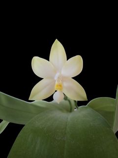 (Category: ) located in . Submitted by plant_nerd05 (Listing ID 1394523459, Image 1). Description: .