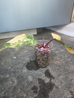 (Category: ) located in . Submitted by plantedtankscapes (Listing ID 1394405244, Image 1). Description: .