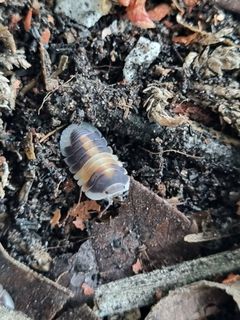(Category: ) located in . Submitted by fishandplants (Listing ID 1394643663, Image 1). Description: .