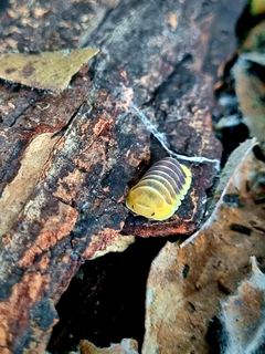 (Category: ) located in . Submitted by fishandplants (Listing ID 1394641310, Image 1). Description: .
