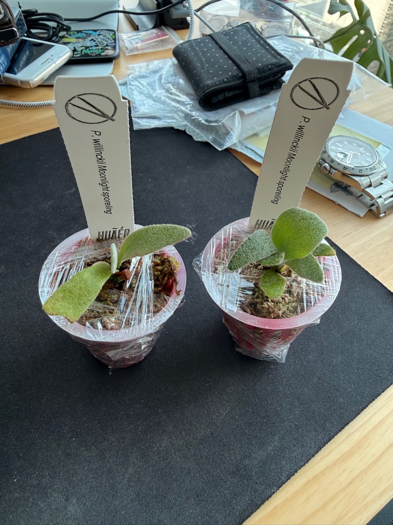 PN月光孢子苗鹿角蕨爪哇platycerium willinckii pn moonlight