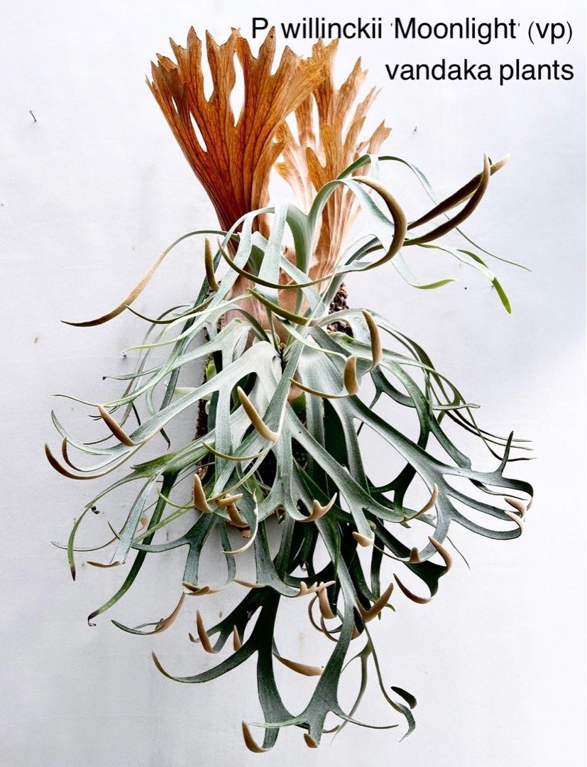 SHIKI P. willinckii 月光爪哇 spore(ビカクシダ、コウモリラン)｜売買