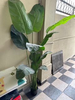 (Category: ) located in . Submitted by nanacheah (Listing ID 1394612824, Image 1). Description: .