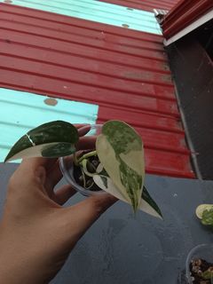 (Category: ) located in . Submitted by charmie07 (Listing ID 1394611519, Image 1). Description: .