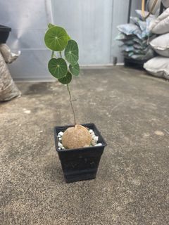 (Category: ) located in . Submitted by plantedtankscapes (Listing ID 1394689023, Image 1). Description: .
