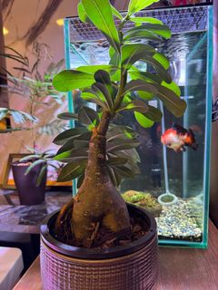 (Category: ) located in . Submitted by exotic_house (Listing ID 1394916717, Image 1). Description: .