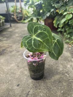 (Category: ) located in . Submitted by plantedtankscapes (Listing ID 1394816236, Image 1). Description: .