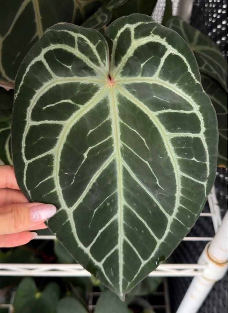 Anthurium Wonderboy X Michelle, Furniture & Home Living, Gardening