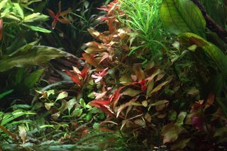 (Category: ) located in . Submitted by yqfalk90 (Listing ID 1394820528, Image 1). Description: .