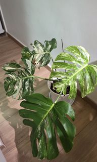 （分類：）位於 。 由 chanckm88 提交（商品編號 1395119875，圖片 1）。簡介： 。