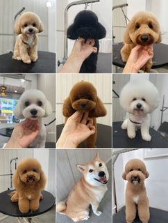 Daycare & PetGrooming Services Collection item 1