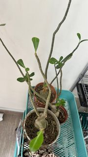 (Category: ) located in . Submitted by joNeedtoDecluter (Listing ID 1395021872, Image 1). Description: .