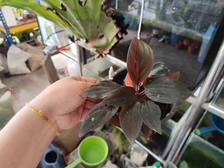 (Category: ) located in . Submitted by jit0025 (Listing ID 1395051647, Image 1). Description: .