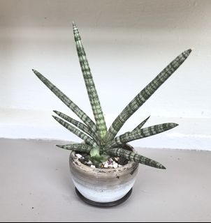 (Category: ) located in . Submitted by papersandplants (Listing ID 1395084912, Image 1). Description: .