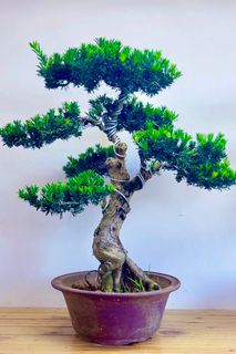 （分類：）位於 。 由 kk_garden 提交（商品編號 1395241090，圖片 1）。簡介： 。