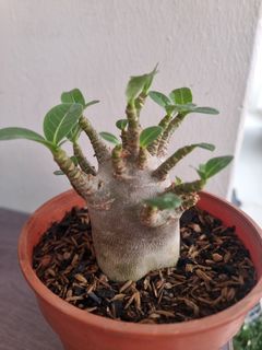 Adenium arabicum Furniture Home Living Gardening Plants Seeds on