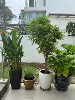 (Category: ) located in . Submitted by Hensima (Listing ID 1395194903, Image 1). Description: .