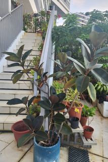 (Category: ) located in . Submitted by sharmilag (Listing ID 1395275802, Image 1). Description: .