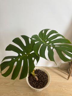 （分類：）位於 。 由 haileyx 提交（商品編號 1395300749，圖片 1）。簡介： 。