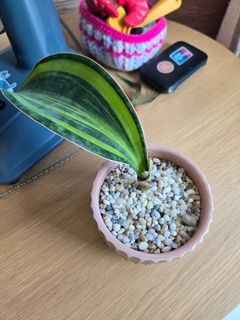（分類：）位於 。 由 cloverflower6868 提交（商品編號 1395426220，圖片 1）。簡介： 。