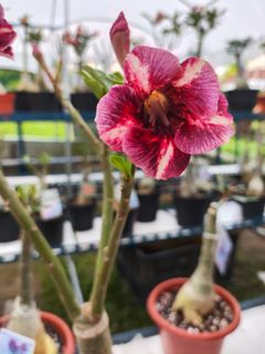 (Category: ) located in . Submitted by lil.greenthumb.sg (Listing ID 1390426480, Image 1). Description: .
