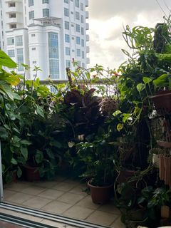 (Category: ) located in . Submitted by nish36 (Listing ID 1390417515, Image 1). Description: .
