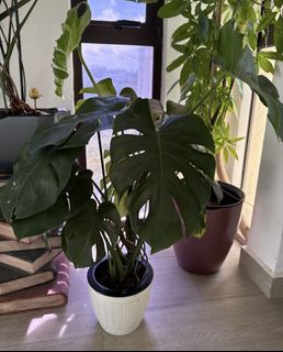(Category: ) located in . Submitted by house_of_chen_sgp (Listing ID 1390476576, Image 1). Description: .