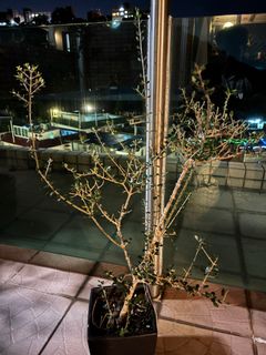 （分類：）位於 。 由 yann852 提交（商品編號 1390445613，圖片 1）。簡介： 。