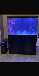 (Category: ) located in . Submitted by dinoaddin631 (Listing ID 1390445098, Image 1). Description: .
