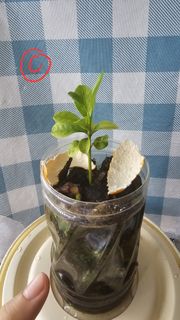 (Category: ) located in . Submitted by carmanthechew (Listing ID 1390481428, Image 1). Description: .