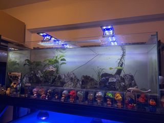 (Category: ) located in . Submitted by cookietaro (Listing ID 1395666609, Image 1). Description: .