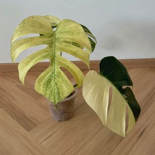 (Category: ) located in . Submitted by leaf.by.vis (Listing ID 1395275419, Image 1). Description: .