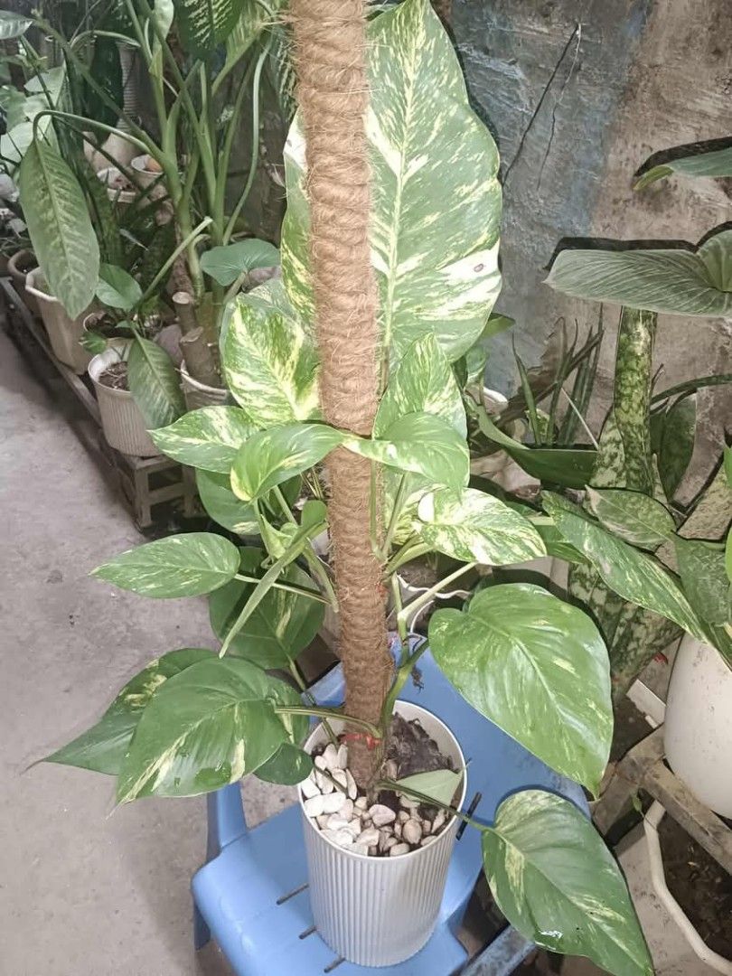 Pothos Plant with Coco Pole (Category: Plants & Seeds) located in Quezon City. Submitted by amazingmaria3680 (Listing ID 1395727607, Image 2). Description: - Stunning Pothos plants with vibrant green and yellow variegation. - Available in various sizes and styles. - Choose from hanging pots or white pots with coco poles. - Well-established and healthy plants. - Perfect for home or office..