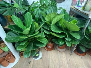 （分類：）位於 。 由 trendywa 提交（商品編號 1390682853，圖片 1）。簡介： 。