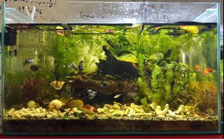 (Category: ) located in . Submitted by ddaktiv (Listing ID 1390715369, Image 1). Description: .