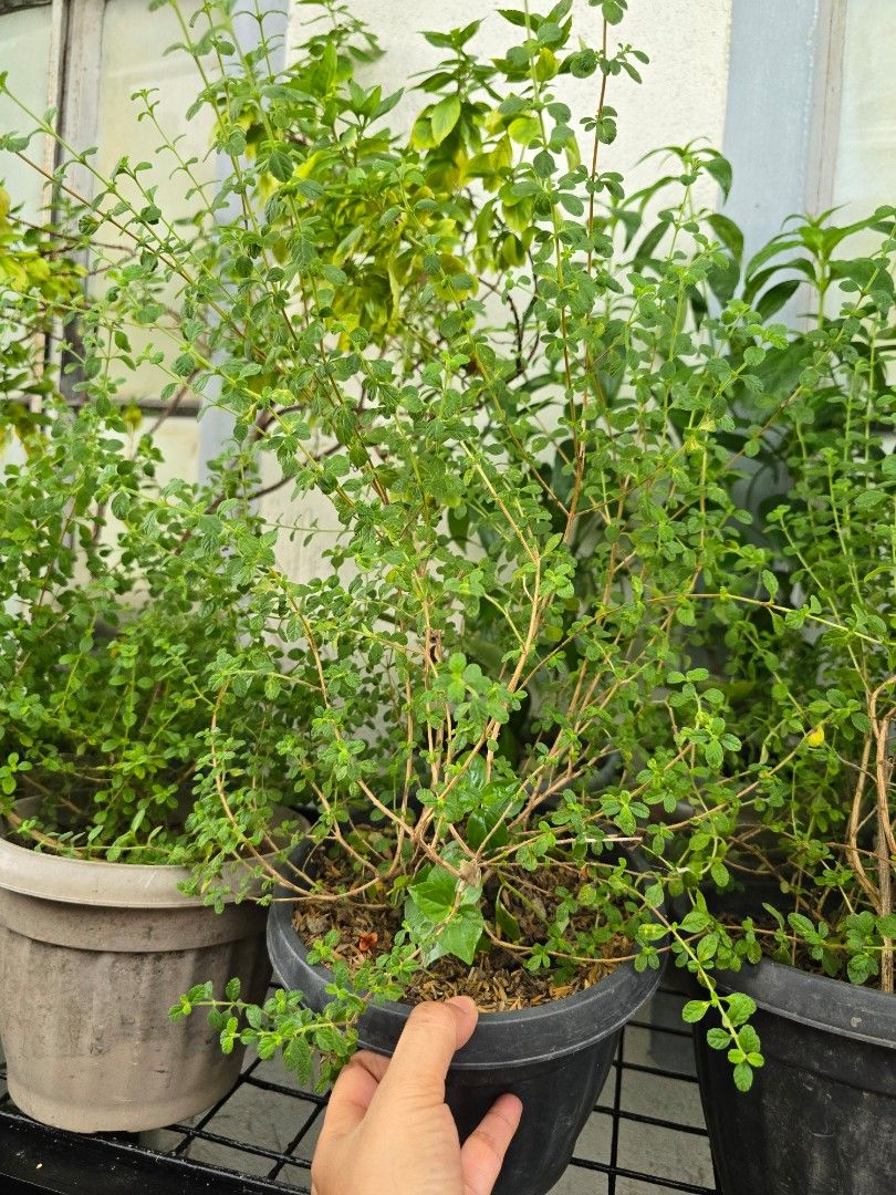 Italian Oregano herb plant (Category: Plants & Seeds) located in Marikina City. Submitted by bloomsandgreenscollection (Listing ID 1390772209, Image 3). Description: mother plant super lush.