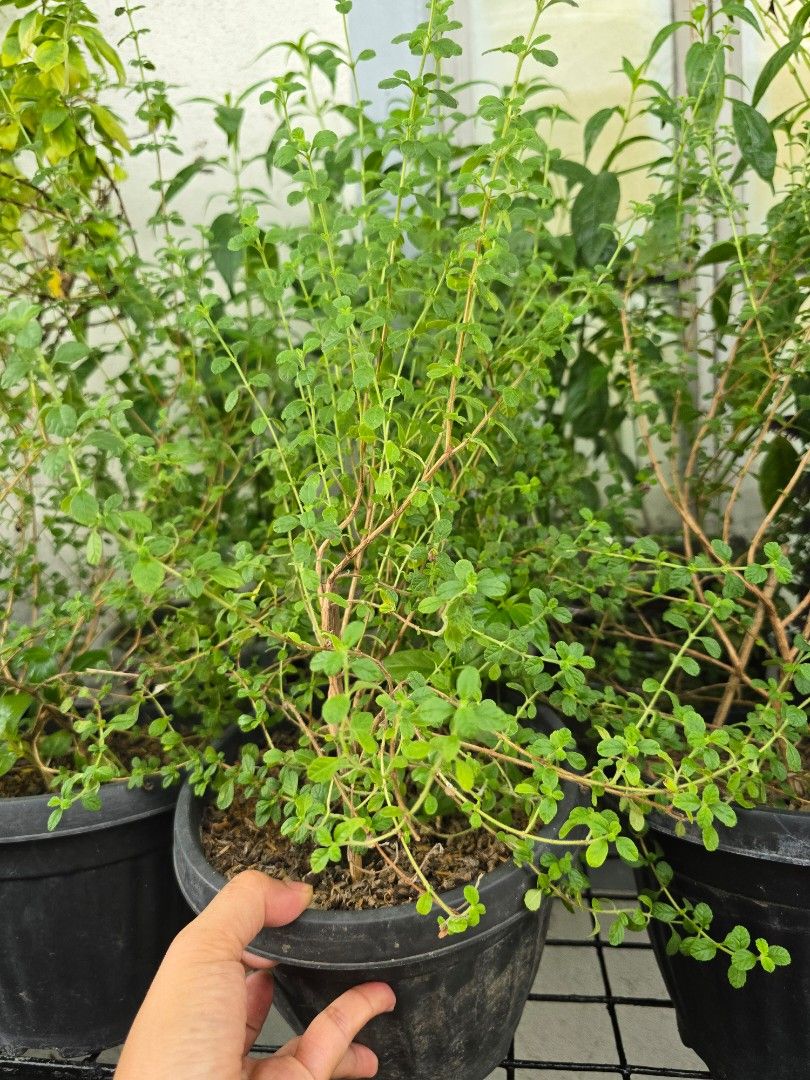 Italian Oregano herb plant (Category: Plants & Seeds) located in Marikina City. Submitted by bloomsandgreenscollection (Listing ID 1390772209, Image 1). Description: mother plant super lush.