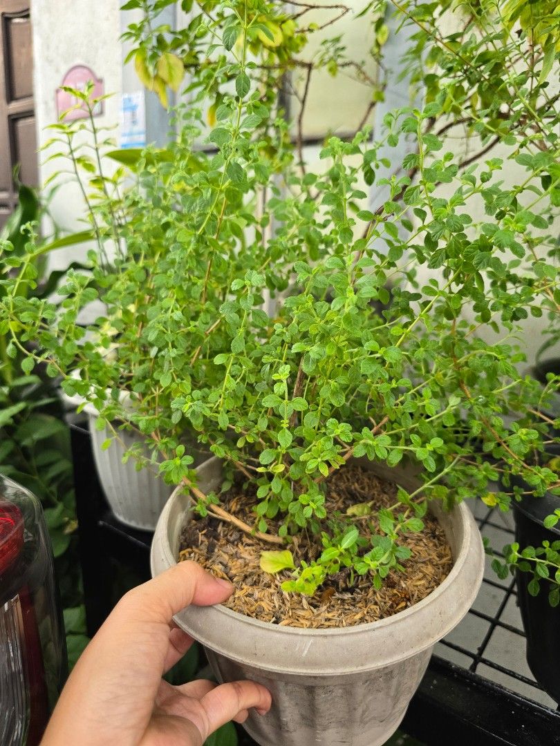 Italian Oregano herb plant (Category: Plants & Seeds) located in Marikina City. Submitted by bloomsandgreenscollection (Listing ID 1390772209, Image 2). Description: mother plant super lush.