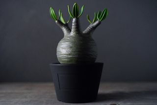 （分類：）位於 。 由 samaroli 提交（商品編號 1390681362，圖片 1）。簡介： 。