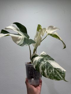 (Category: ) located in . Submitted by letsgrow (Listing ID 1390721484, Image 1). Description: .
