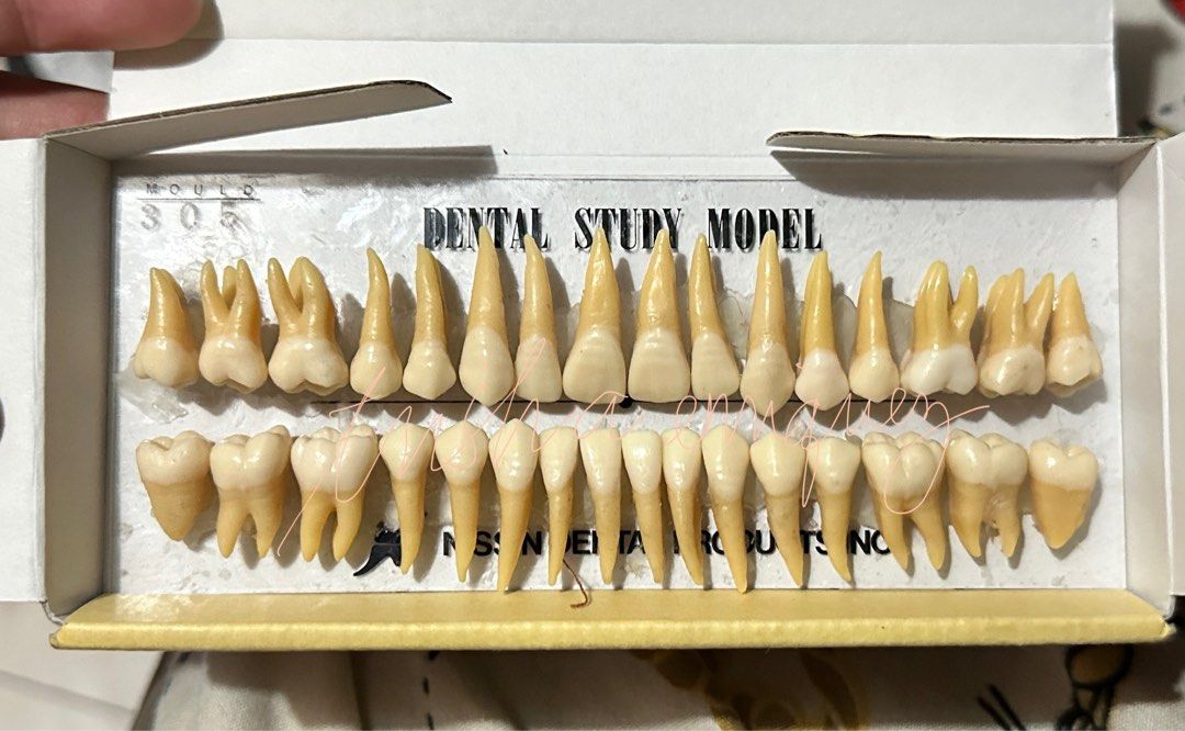 Nissin tooth model (Category: Medical Supplies & Tools) located in Malolos. Submitted by 3zzleshy (Listing ID 1390731051, Image 1). Description: 📍malolos/meycauayan bulacan 🚚lalamove/j&t 💰bank/gcash.