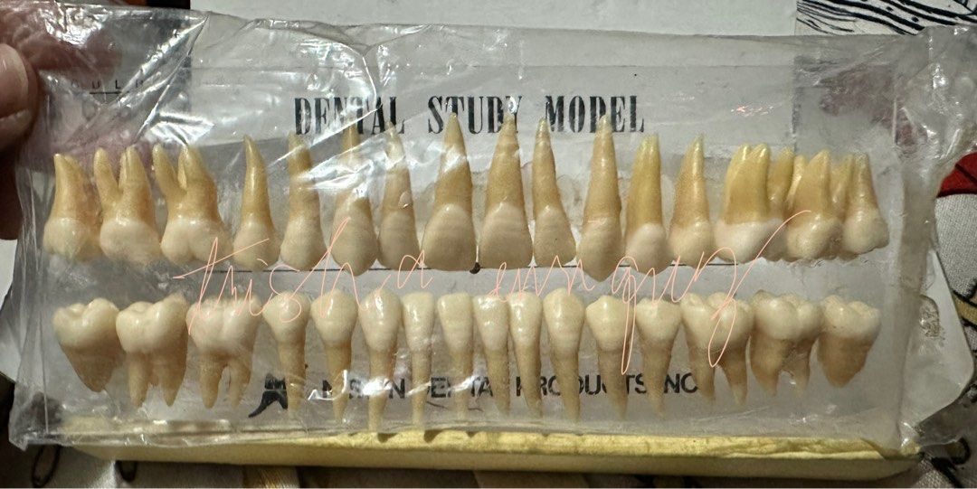 Nissin tooth model (Category: Medical Supplies & Tools) located in Malolos. Submitted by 3zzleshy (Listing ID 1390731051, Image 2). Description: 📍malolos/meycauayan bulacan 🚚lalamove/j&t 💰bank/gcash.