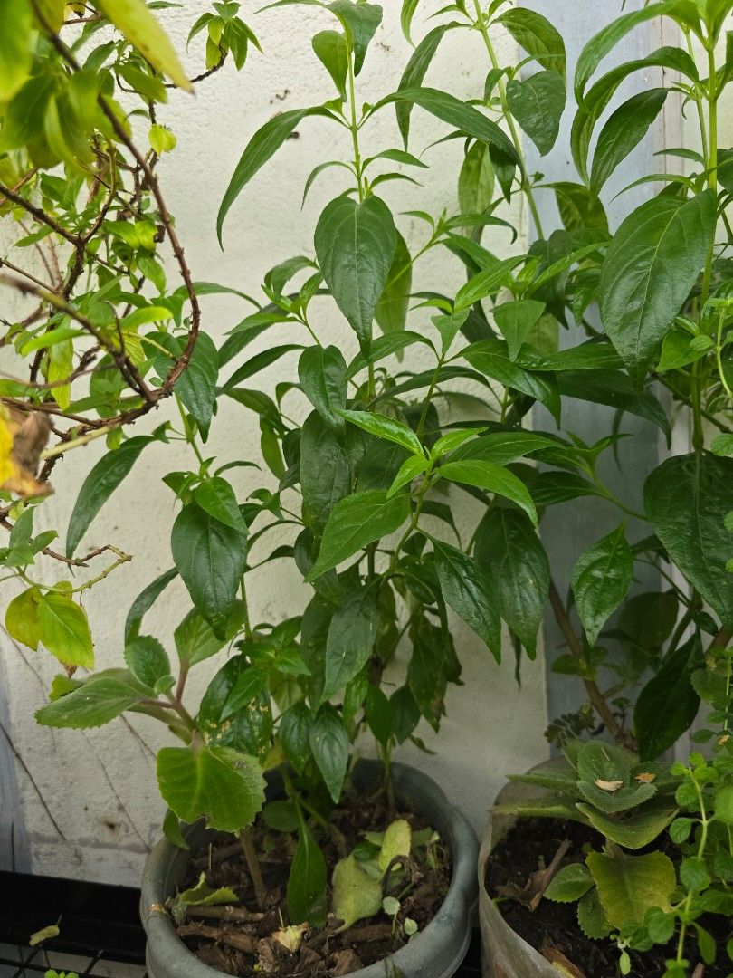 Serpentina herb medicinal plant (Category: Plants & Seeds) located in Marikina City. Submitted by bloomsandgreenscollection (Listing ID 1390772265, Image 2). Description: 2-3 plant in a pot.