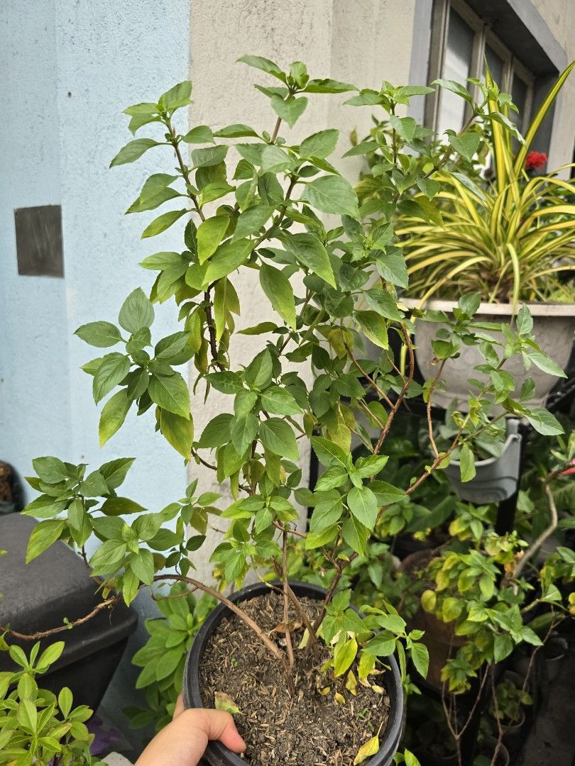 Thai Basil herb plant (Category: Plants & Seeds) located in Marikina City. Submitted by bloomsandgreenscollection (Listing ID 1390772160, Image 2). Description: mother plant super lush.