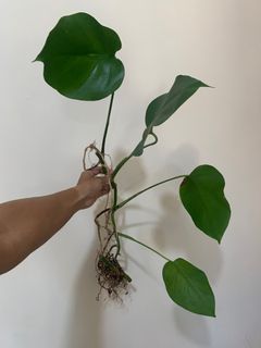 （分類：）位於 。 由 willytylee 提交（商品編號 1390888028，圖片 1）。簡介： 。