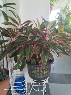 (Category: ) located in . Submitted by vincebeh (Listing ID 1390867735, Image 1). Description: .